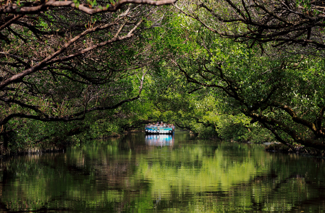 Sicao Mangrove Green Tunnel